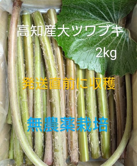 Yahooオークション 高知産大ツワブキ新芽葉柄 2kg 無農薬栽培 注文