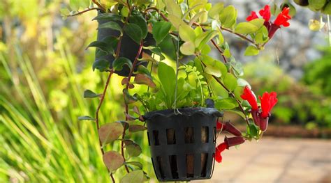 How to Plant, Grow and Care For Lipstick Plants