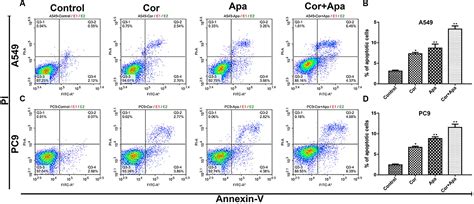 Frontiers Combination Of Cordycepin And Apatinib Synergistically