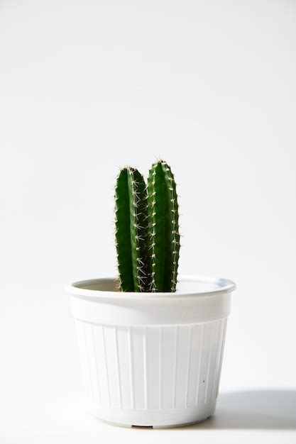 Premium Photo Minimal Green Cactus In Pot Isolated On White Background