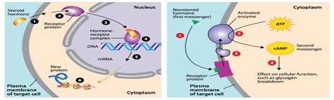 Endocrine Disrupting Chemicals Unep Un Environment Programme