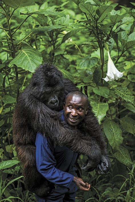 Silverback Gorilla Safari in Virunga National Park, Congo, Africa