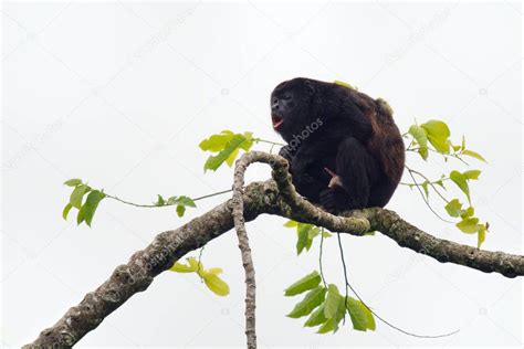 Aullador De Manto Alouatta Palliata O Mono Aullador De Manto Dorado