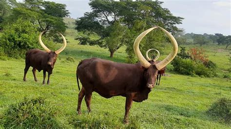 Ankole Cows in Uganda - Rwanda | Ankole Cattle | Uganda Safaris Tours