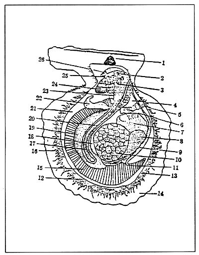 Training Manual On Breeding And Culture Of Scallop And Sea Cucumber In