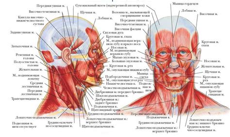 МЫШЦЫ ГОЛОВЫ - МЫШЕЧНАЯ СИСТЕМА - БОЛЬШОЙ АТЛАС АНАТОМИИ ЧЕЛОВЕКА - 2013