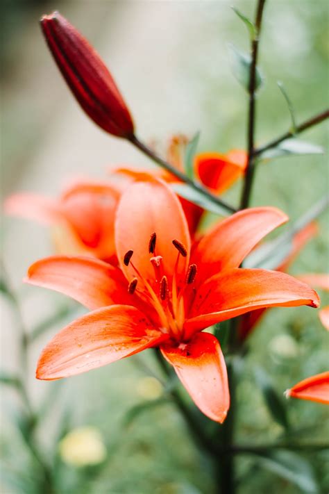 Lily Flower Plant Orange Free Photo On Pixabay Pixabay