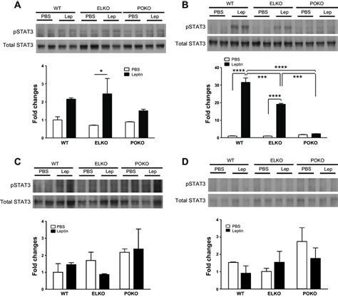 Pstat3 Level After Leptin Induction In Hypothalamus And Cortex A In Download Scientific