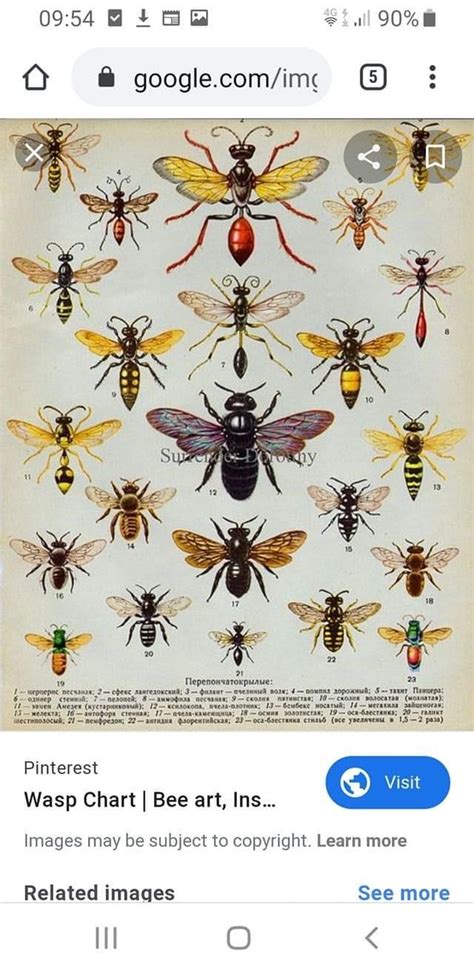 Wasp Chart Bee Insects Wasp