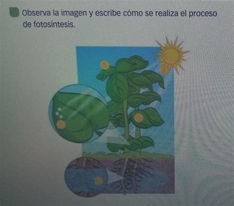 Observa La Imagen Y Escribe C Mo Se Realiza El Proceso De Fotos Ntesis