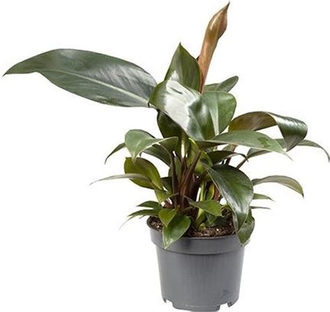 Kamerplant Van Botanicly Philodendron Rojo Congo Hoogte 25 Cm