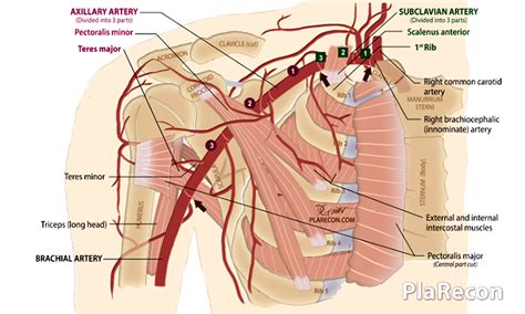 3 PARTS OF THE AXILLARY ARTERY Diagram Quizlet