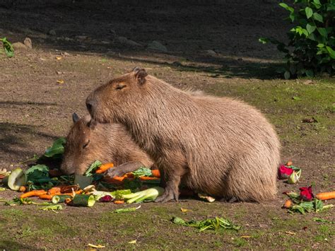 Capivara Roedor Animais - Foto gratuita no Pixabay