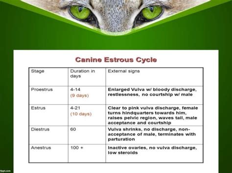 Estrus cycle of cat family