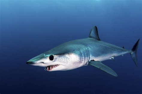 Shortfin mako shark swimming in blue water — outdoors, ominous - Stock Photo | #200633974