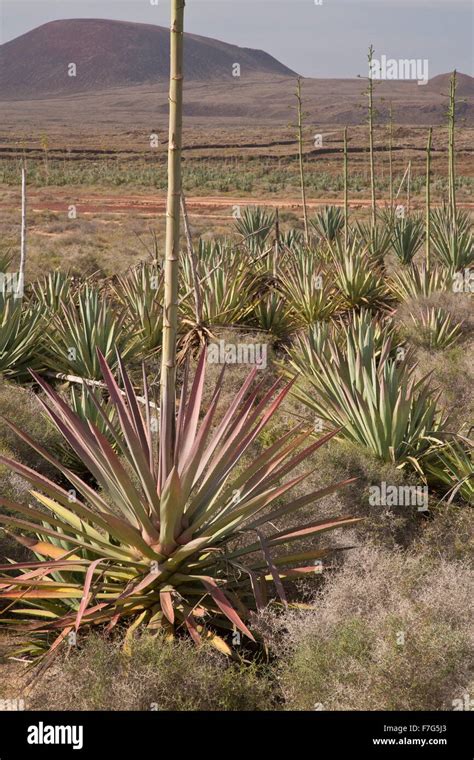 Old Sisal plantation, Agave sisalana, sisal hemp in cultivation ...