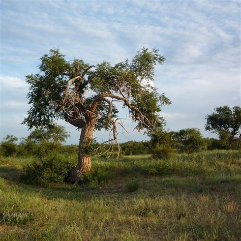 Ulmus Pumila Orme De Sib Rie Arbre Caduc