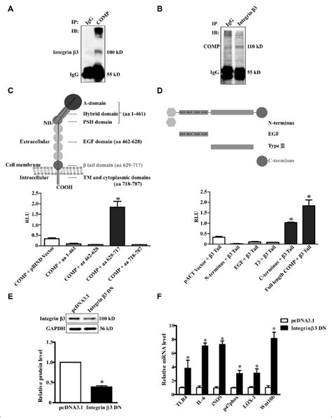 Cartilage Oligomeric Matrix Protein COMP Binds Directly To Integrin