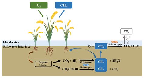 Ijerph Free Full Text Effects Of Water And Fertilizer Management