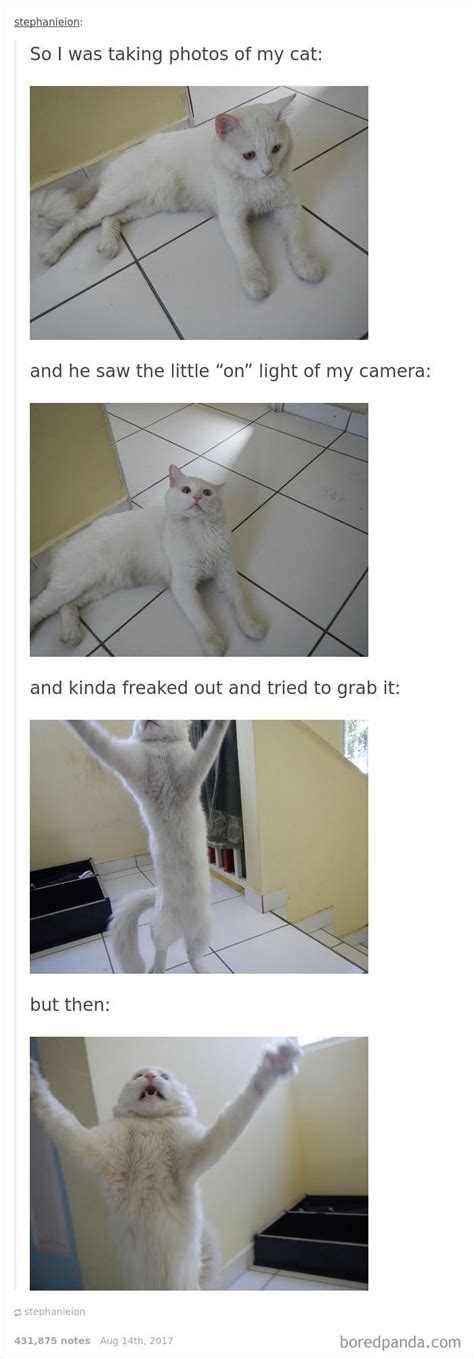 136 Cat Posts On Tumblr That Are Impossible Not To Laugh At Funny Cat Memes Cat Memes Cats