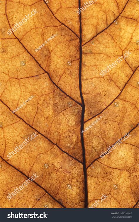 16 113 Tabacco Leaves Texture Images Stock Photos Vectors Shutterstock