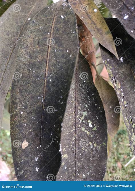 Diseased Mango Leaves Stock Image Image Of Insect Black 257216883