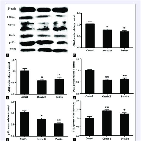 The Relationship Between Vegf And Pi3kaktpten Signaling Pathways Download Scientific Diagram