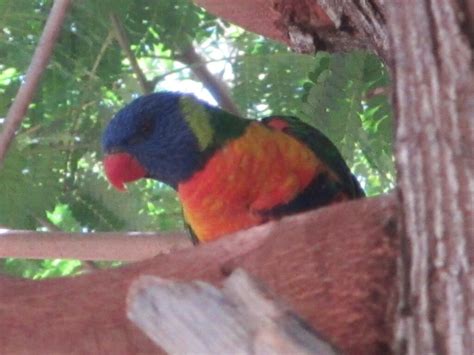 Rainbow Lorikeet From Hughenden Qld Australia On September