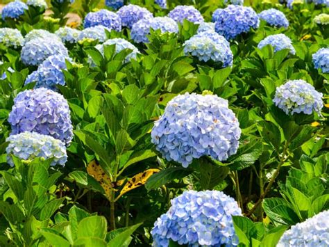 Low Maintenance Shrubs To Plant And Forget