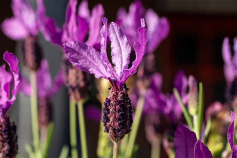 Blumen Lavendel Pflanzen Kostenloses Foto Auf Pixabay Pixabay