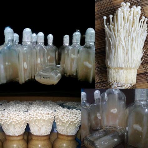 Jual Paket Bibit Jamur Enoki Shopee Indonesia