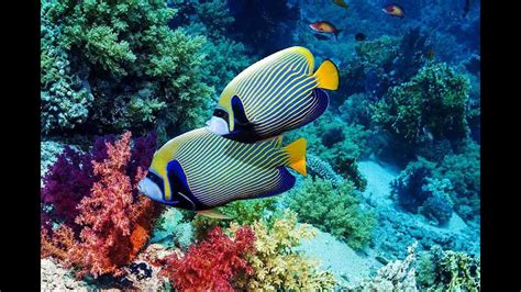 Snorkeling In Pigeon Island Trincomalee Sri Lanka YouTube