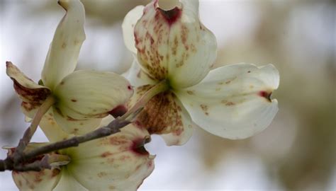 Dogwood Trees - Rennie Orchards