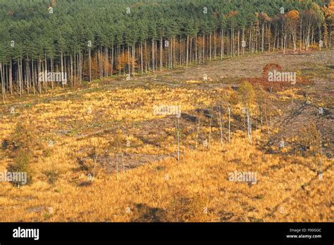 Pinos Silvestres Pino Silvestre Pinus Sylvestris La Deforestaci N