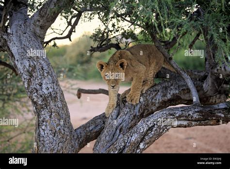 Transvaal Lion Panthera Leo Krugeri Cub Four Months Old Climbing