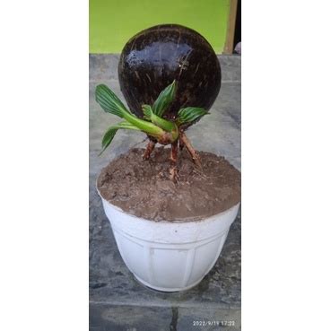 Jual Bonsai Kelapa Unik Gaya Baru Original Premium Murni Dari Alam