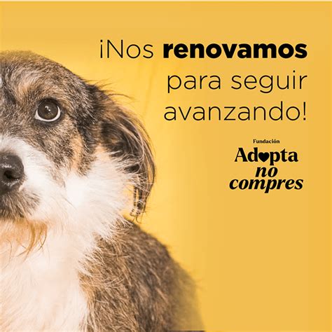 Fundación Adopta No Compres Perros Y Gatos En Adopción En Bogotá