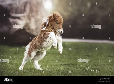 Mini Shetland Pony Foal Stock Photo Alamy
