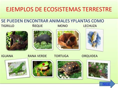 Biodiversidad Y Ecosistemas Tropicales Microclase Marelis Hot Sex Picture