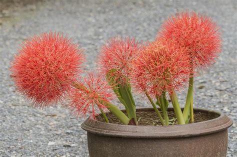 Powder Puff Lily Or Blood Flower Stock Image Image Of Botany