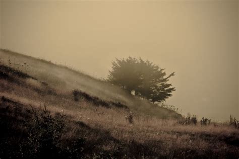 Free Images Tree Nature Grass Fog Mist Sunlight Morning Dawn