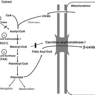 Schematic Representation Of Cannabinoid Modulation Of Fatty Acid