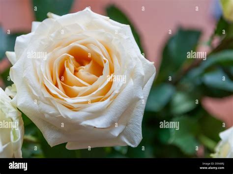 Beautiful White Rose Stock Photo Alamy