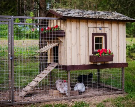 Setting Up A Backyard Chicken Coop And Run: A Comprehensive Guide