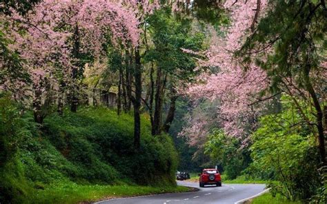 Shillong Cherry Blossom Festival Is Back To Be Held From November 17 To 26