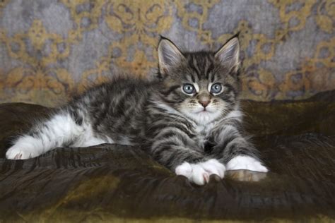 Maine Coons Have Blue Eyes A Guide To Eye Color In This Popular Breed