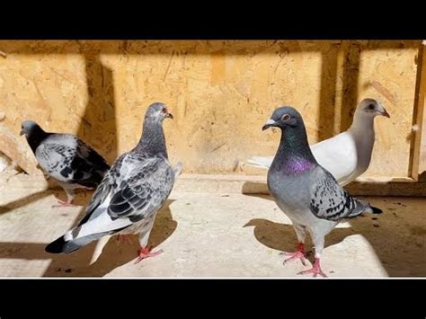 55 Mile Training Toss FIRST CLUB TRAINING 2021 Racing Pigeon YB Race