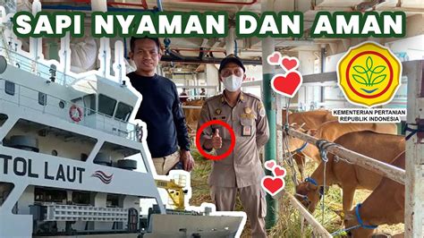 Begini Pengiriman Sapi Bantuan Kementan Ri Ke Kupang Ntt Oleh Bima Jaya