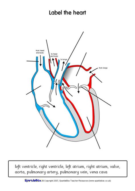 Heart Labeling Diagram Worksheet