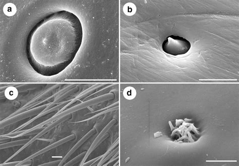 Four Major Types Of Sensilla A Campaniform Sensilla B Basiconica